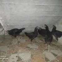 فروش مرغ و خروس سیاه جوان