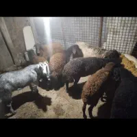 فروش گوسفند