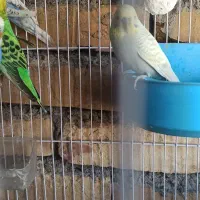 مرغ عشق|پرنده|سراوان, |دیوار