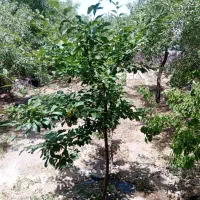 باغچه-فروشی-درروستای-خوش-آب-هوا-توریستی-بشنوه