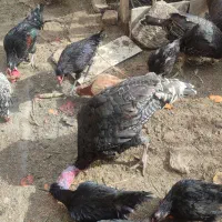 مرغ و بوقلمون