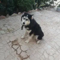 هاسکی ماده چشم یخی زیبا|سگ|مرزنآباد, |دیوار