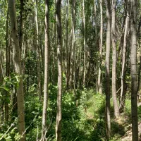 درخت کبوده|گل و گیاه طبیعی|بابا حیدر, |دیوار