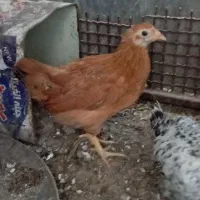 جوجه مرغ محلی نهبندان