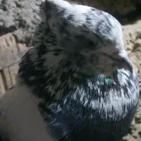 کبوتر|پرنده|خمینی‌شهر, |دیوار