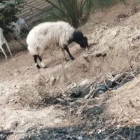 گوسفند وبز|حیوانات مزرعه|چمران, |دیوار