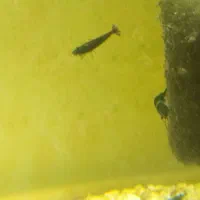 میگو شریمپ بلک آکواریوم ماهی|ماهی|سبزوار, چهارراه فرودگاه|دیوار