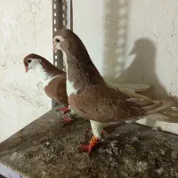 کالا|پرنده|گتوند, |دیوار