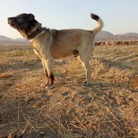 سگ‌گله‌ای|سگ|نیمبلوک, |دیوار