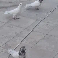 کبوتر