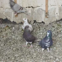 کفتر|پرنده|شیراز, محمودآباد|دیوار