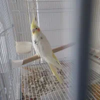 پرنده عروس هلندی|پرنده|گلمکان, |دیوار