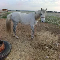 مادیان|اسب و تجهیزات اسب‌سواری|اندیمشک, |دیوار