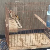 دو عدد کرمونی نر نیم دهن میزنن|پرنده|مرودشت, فاز اول شهرک فرهنگیان|دیوار