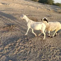 کهره ،بره ، بز ،میش زاییده|حیوانات مزرعه|میناب, |دیوار