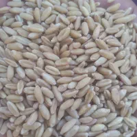 گندم بوجاری شده آذر۲ و پیشگام درجه یک وگندم باران