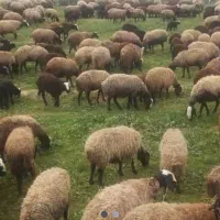 گوسفند فروشی|حیوانات مزرعه|تهران, تجریش|دیوار