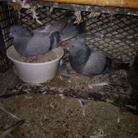 جفتی ۷۰۰۰۰۰۰|پرنده|سیجوال, |دیوار