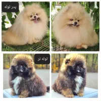 توله پامرانین خرسی ۴ماهه