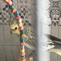 عروس هلندی ماده|پرنده|داراب, |دیوار