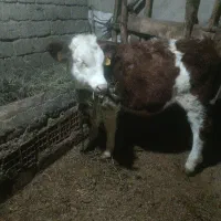 گوساله نر سمینتال