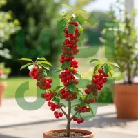 صنوبر تبریزی برای زراعت چوب و بادشکن|خدمات باغبانی و درختکاری|صحنه, |دیوار