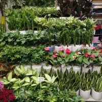 گل گلئن 100 تا بخر 10 تا رایگان