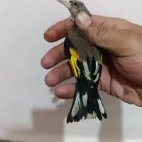 جوجه سهره وگلبسر گلدار دهن زن پرتقالی|پرنده|شیراز, کوی زهرا|دیوار