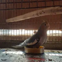 عروس هلندی|پرنده|رودسر, |دیوار