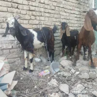 بز سه قلو زا ابستن و بزغاله  های نر چوش چبش