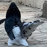 خوشرنگ سیاه|پرنده|کازرون, |دیوار