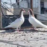 جوجه شهری|پرنده|شیراز, مسلم|دیوار