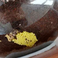 حلزون آچاتینا