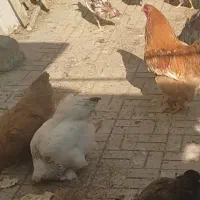 برهما مرغ و خروس برهما