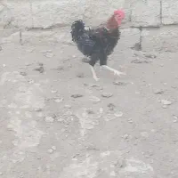 خروس مشکی