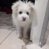 سگ پامر روباهی