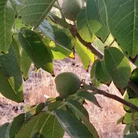 باغ|فروش خانه و ویلا|مرودشت, رودبال|دیوار