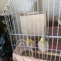 فروش یک جفت عروس هلندی نروماده