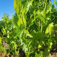 2000-متر-باغ-انگور-بی-نظیر-برای-سرمایه-گذاری