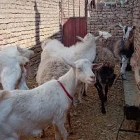 7عددگوسفند دوتاسانن دوتامیش  چبش گلابی ودوتاالپاین