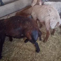بره