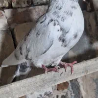 تعد ۷ عدد کبوتر پرشی|پرنده|فیرورق, |دیوار