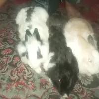 خرگوش