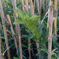 نهال لیموترش لایمکوات چهارفصل