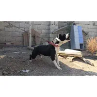 سگ پیتبول|سگ|اصفهان, باغ فردوس|دیوار