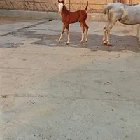 اسب|حیوانات مزرعه|تهران, شهرک غرب|دیوار