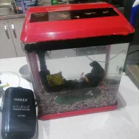 آکواریوم شیشه خم شرکتی با لوازم و ماهی