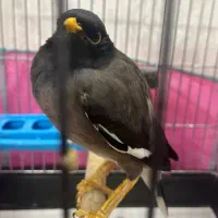 فروش مرغ مینا|پرنده|شیراز, تلخ داش|دیوار