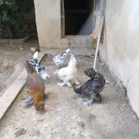 فروش مرغ و خروس