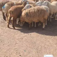 نمایشگاه فروش دام زنده